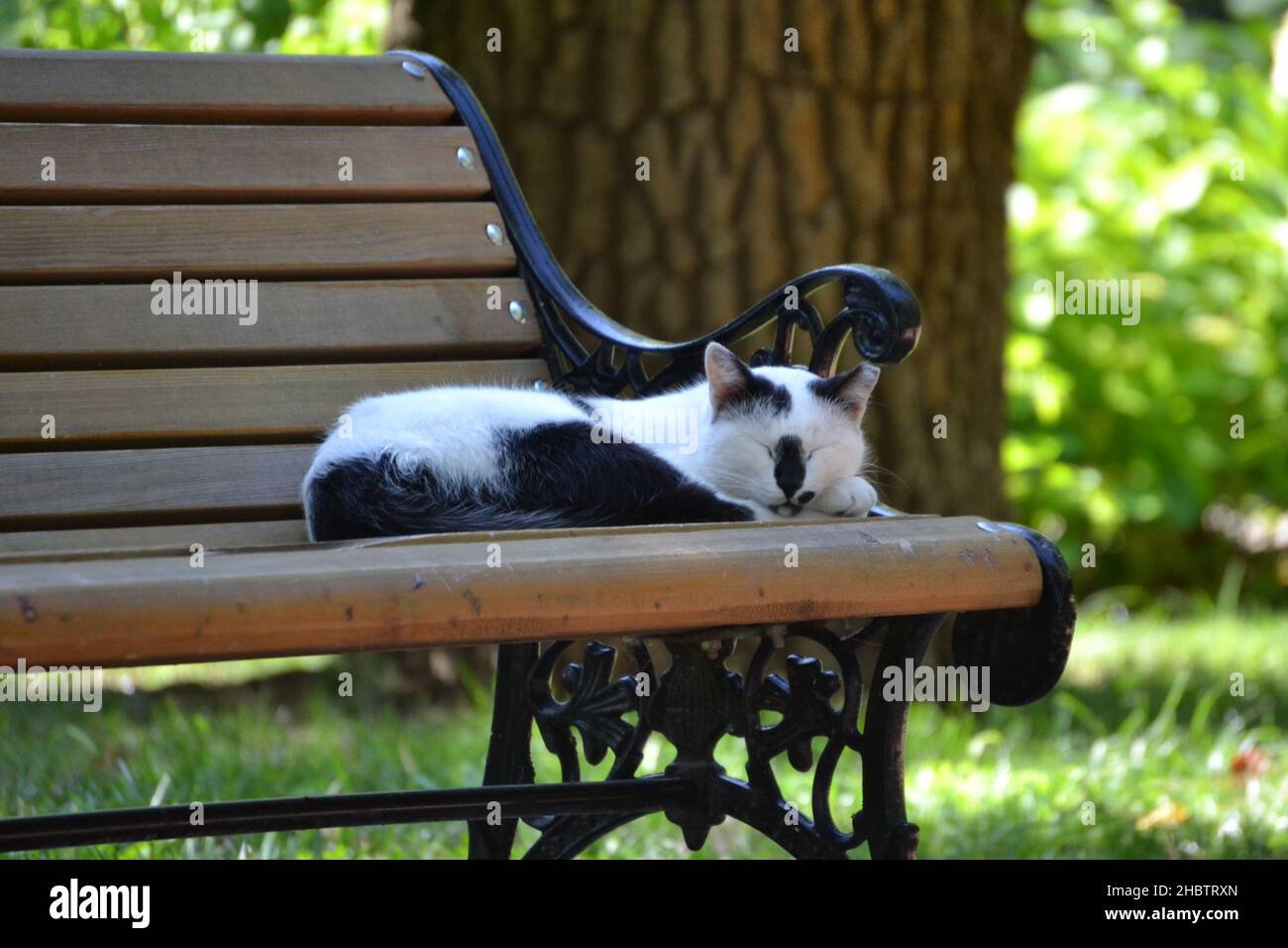 Sleeping cat, sleeping cat on a bench in park Stock Photo - Alamy