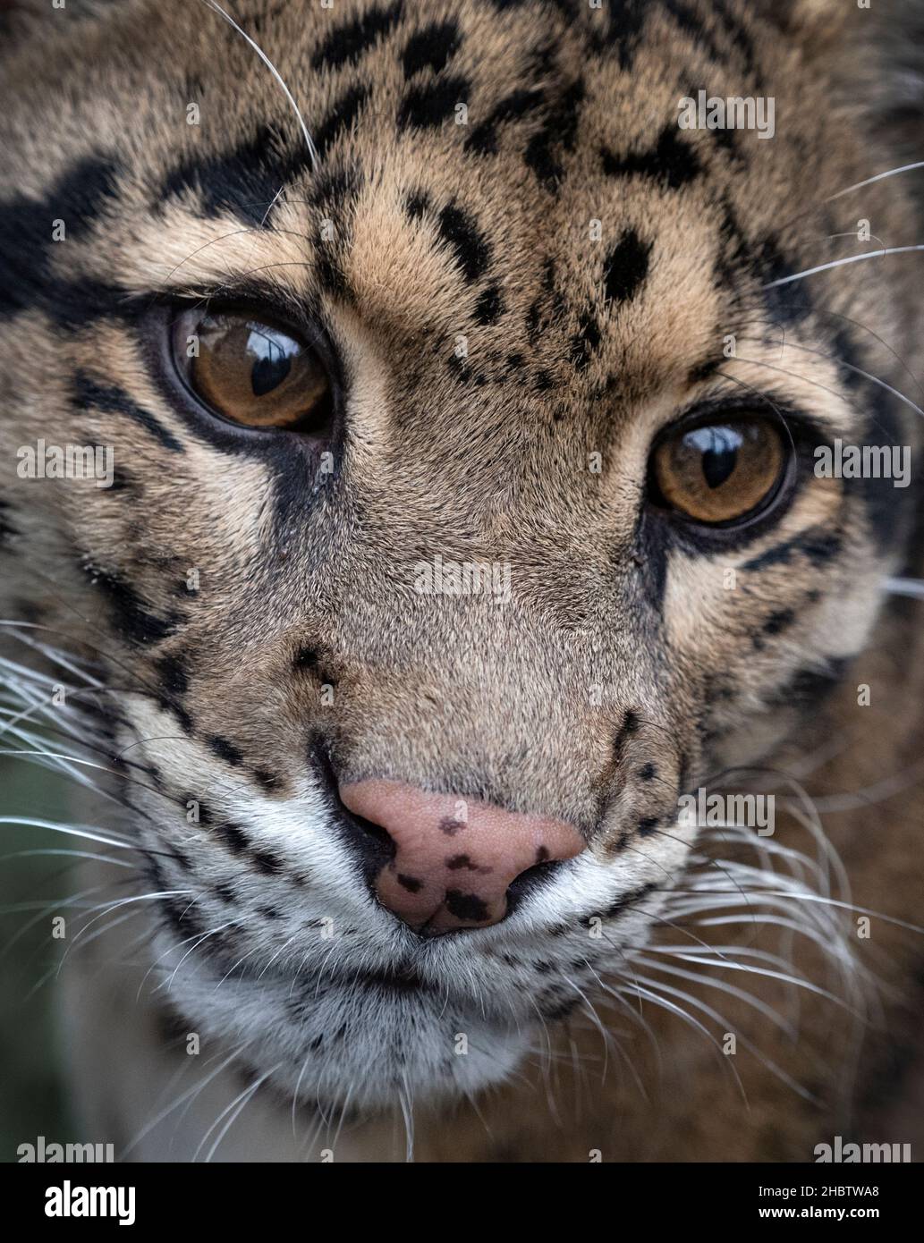 Male clouded leopard (Neofelis nebulosa), close-up Stock Photo