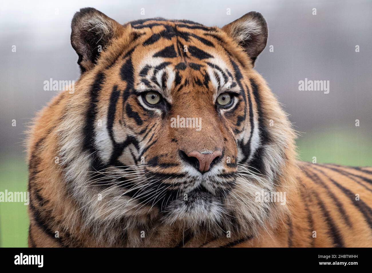 Male Sumatran tiger looking towards camera Stock Photo