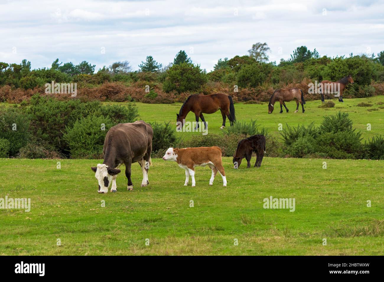 Free roaming cattle and Ponies grazing at Mogshade Hill in the  New Forest National Park, Hampshire, Uk Stock Photo