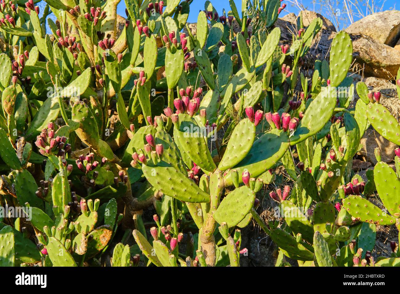 Prickly pear cactus is known by several other names, such as cactus fruit, nopal, and opuntia. Abreiro, Mirandela. Tras os Montes, Portugal Stock Photo