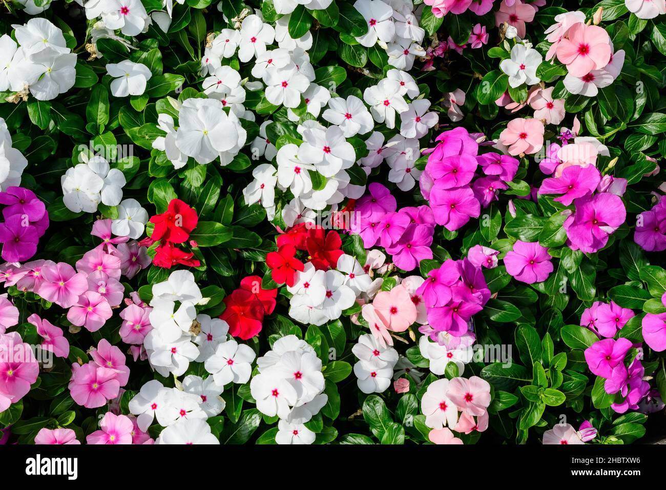 Large garden pot with vivid pink, red and white Impatiens walleriana flowers known as  busy Lizzie, balsam, sultana, or impatiens, in full bloom in a Stock Photo
