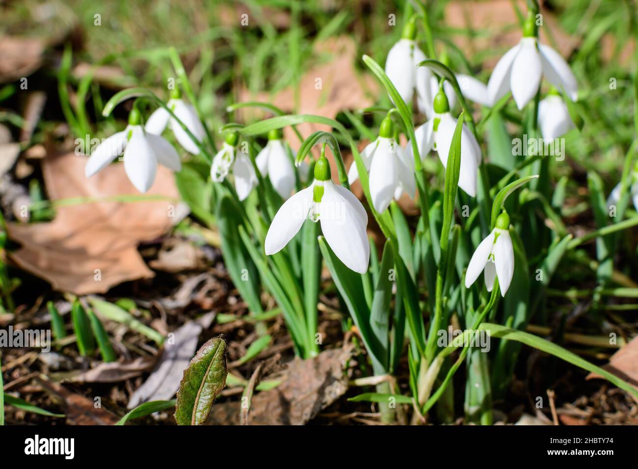 Small and delicate white snowdrop spring flowers in full bloom in forest in a sunny spring day, blurred background with space for text, top view or fl Stock Photo