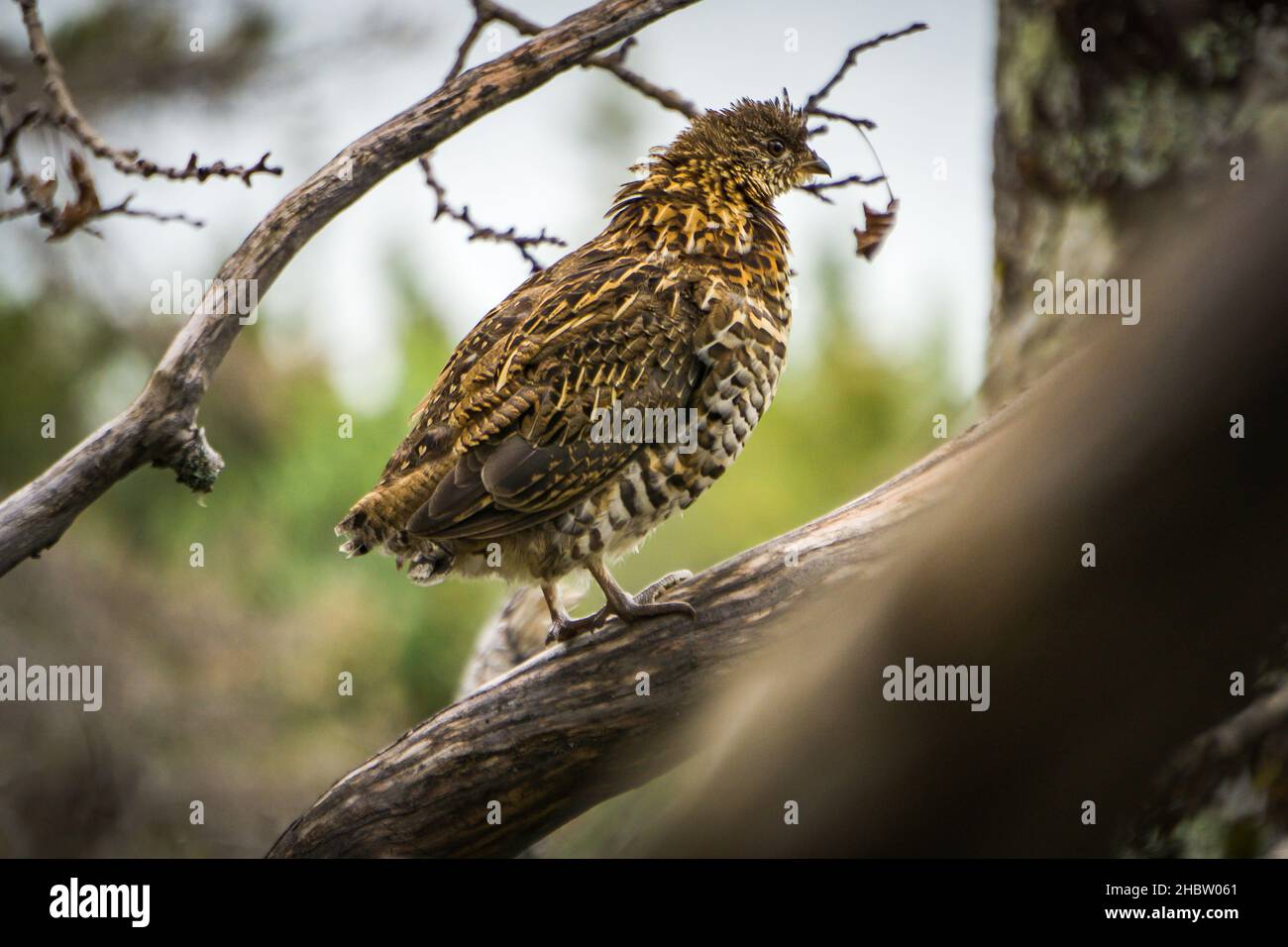 Ruffed grouse in the forest of Anticosti Island, an island located in the St Lawrence estuary in Cote Nord region of Quebec, Canada Stock Photo