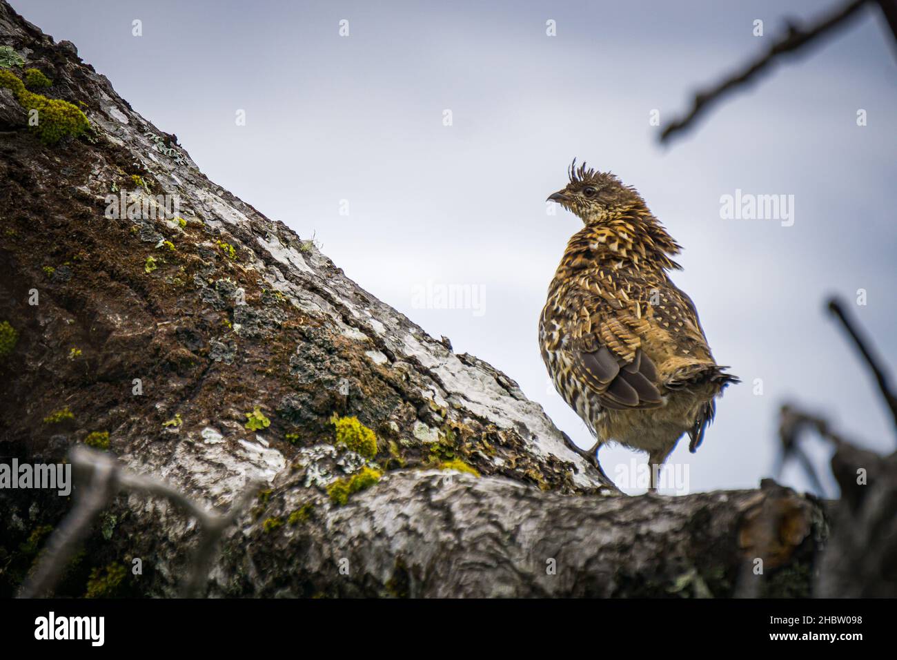 Ruffed grouse in the forest of Anticosti Island, an island located in the St Lawrence estuary in Cote Nord region of Quebec, Canada Stock Photo