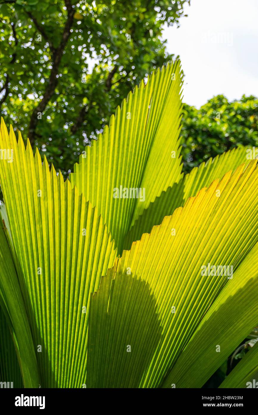 Singapore Botanic Gardens Stock Photo Alamy