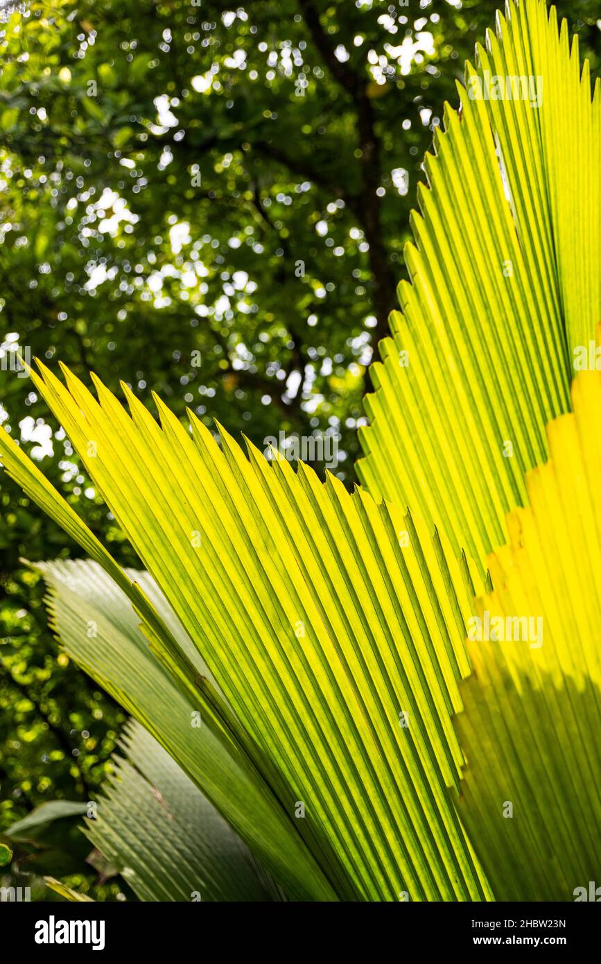 Singapore Botanic Gardens Stock Photo Alamy