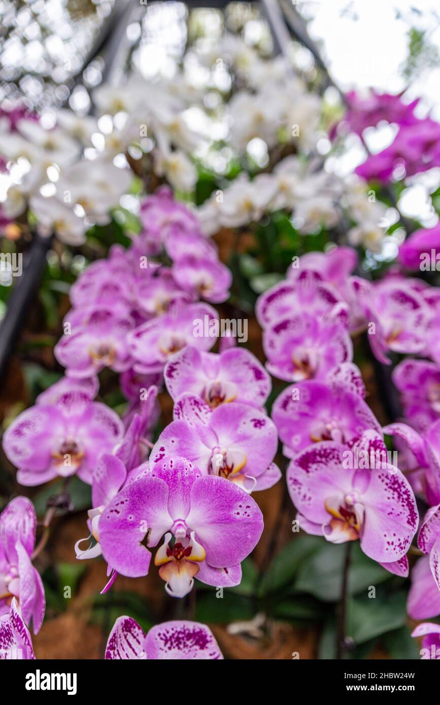 Orchids, Singapore Botanic Gardens Stock Photo Alamy