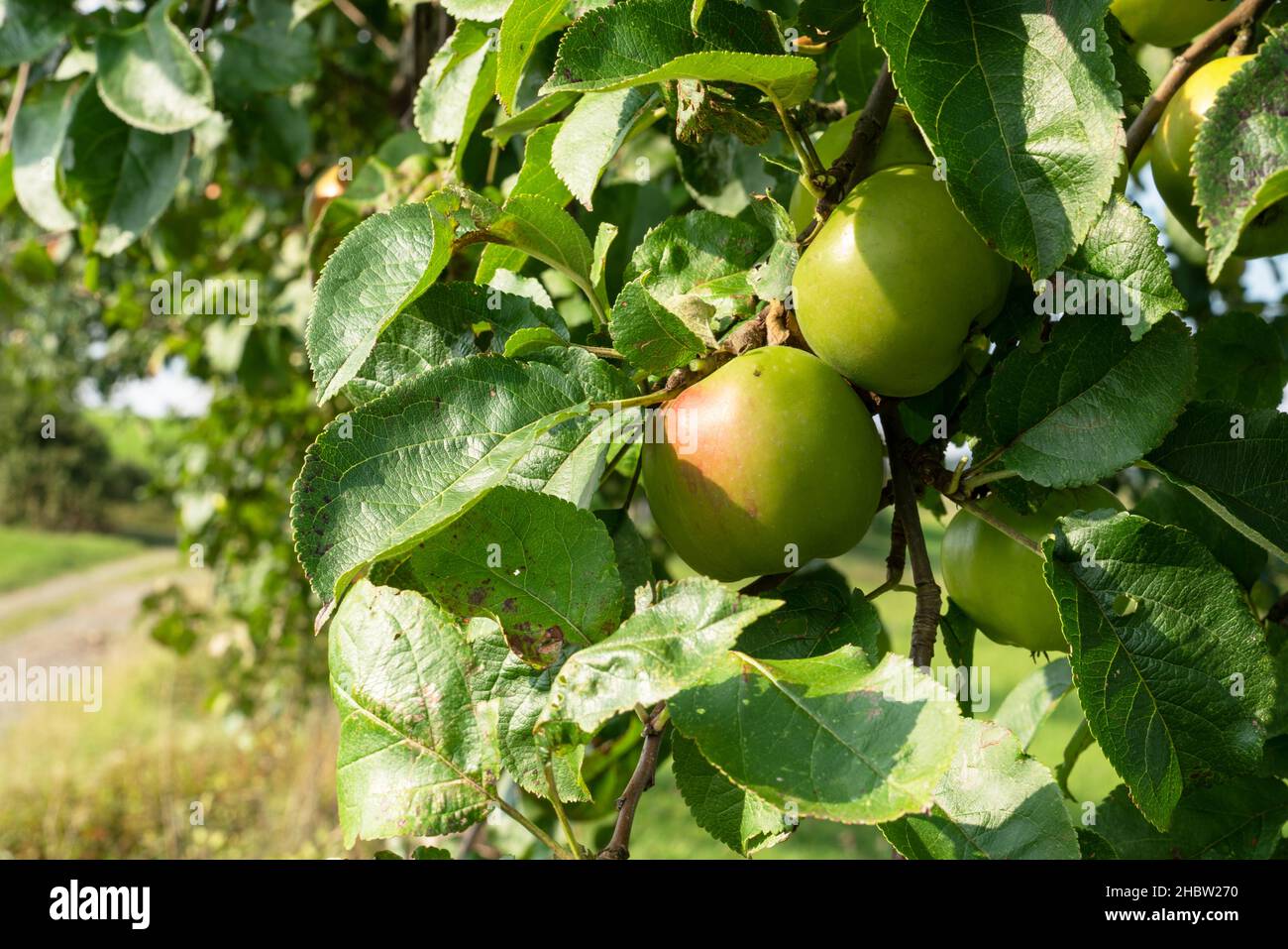 Apple trees meadow apples hi-res stock photography and images - Alamy