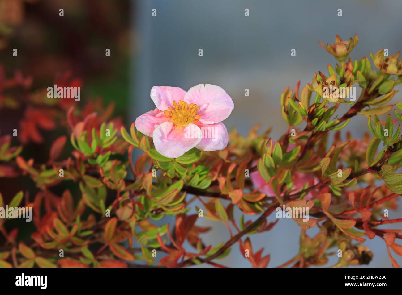 Potentilla fruticosa 'Pink Beauty' Stock Photo