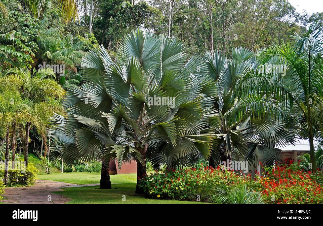 Fan palm trees in Minas Gerais, Brazil Stock Photo Alamy