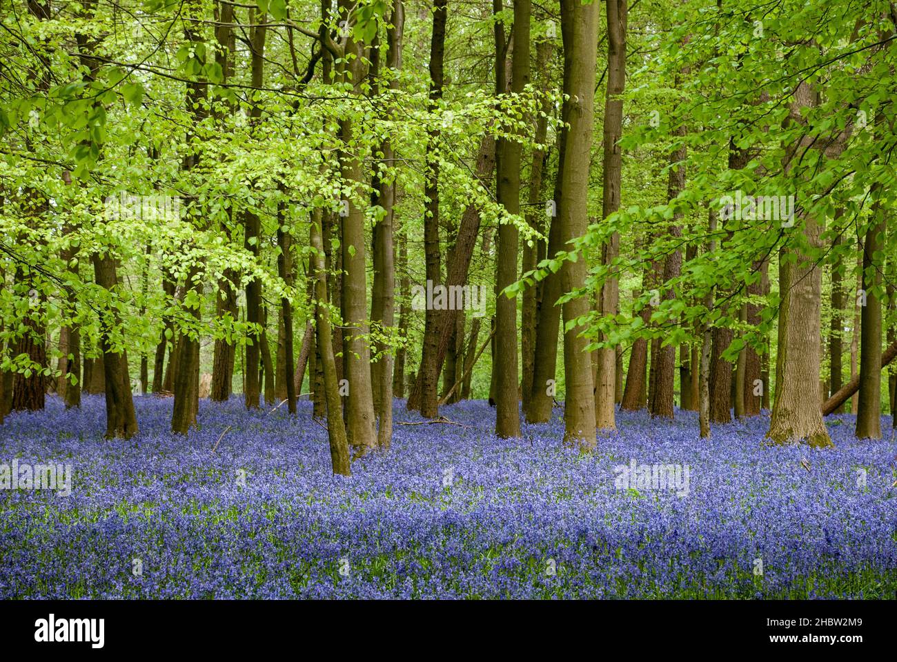 UK, England, Hertfordshire. A carpet of Bluebells in the spring under new Beech Tree leaves. Stock Photo