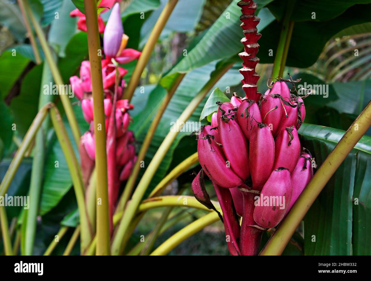 Pink velvet bananas (Musa velutina) Stock Photo