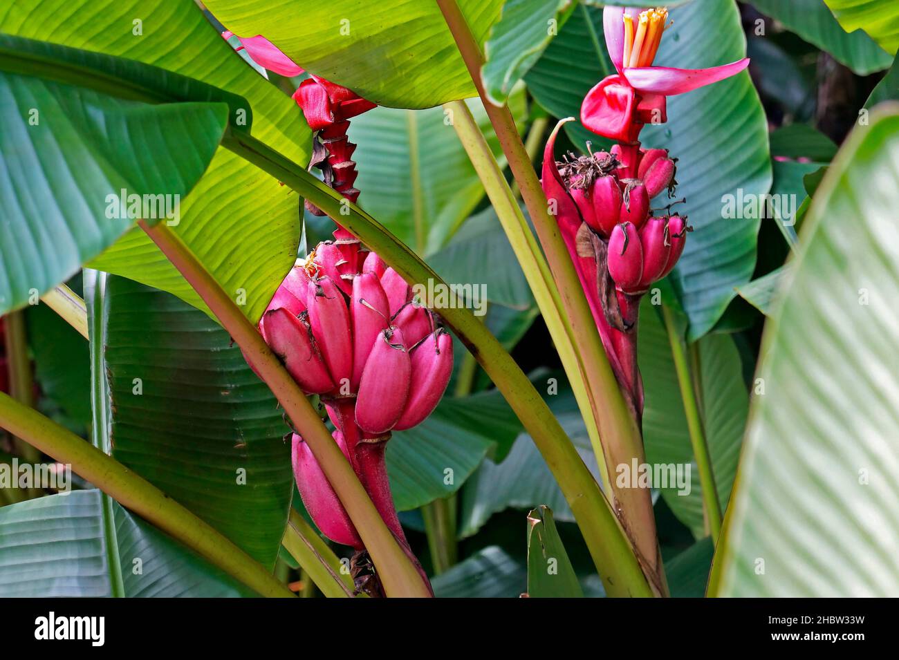 Pink velvet bananas (Musa velutina) Stock Photo
