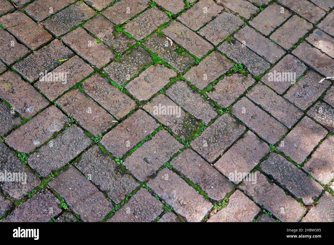 Patterned paving bricks, cement brick floor Stock Photo