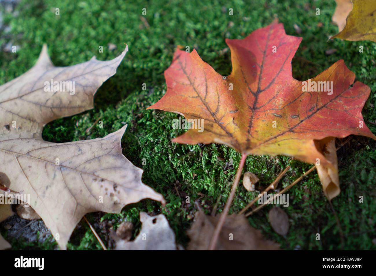 A top view of dry fallen colorful leaves on the mos ground in the ...