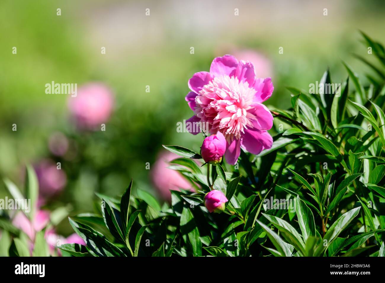 Bush with one large delicate vivid pink peony flower in a British ...