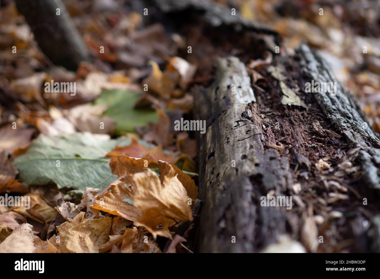 A close-up shot of fallen yellow dry leaves on the ground in the forest ...