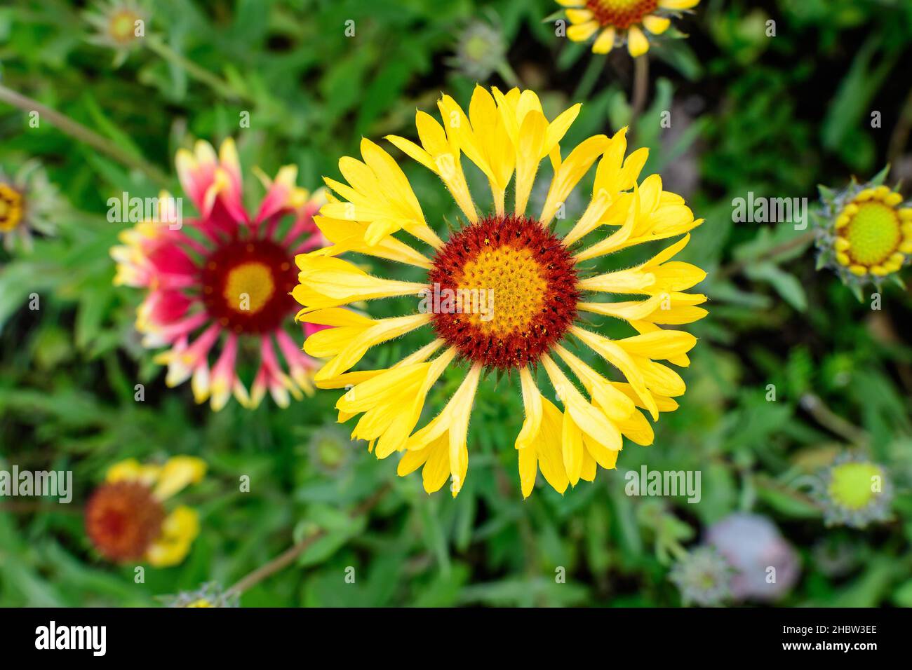 Top view bee dandelion hi-res stock photography and images - Alamy