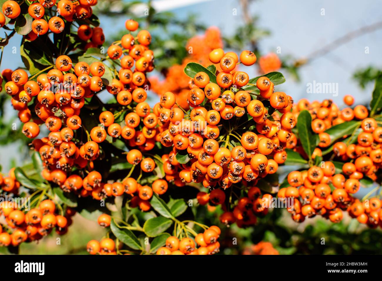 Small yellow and orange fruits or berries of Pyracantha plant, also known as firethorn in a garden in a sunny autumn day, beautiful outdoor floral bac Stock Photo