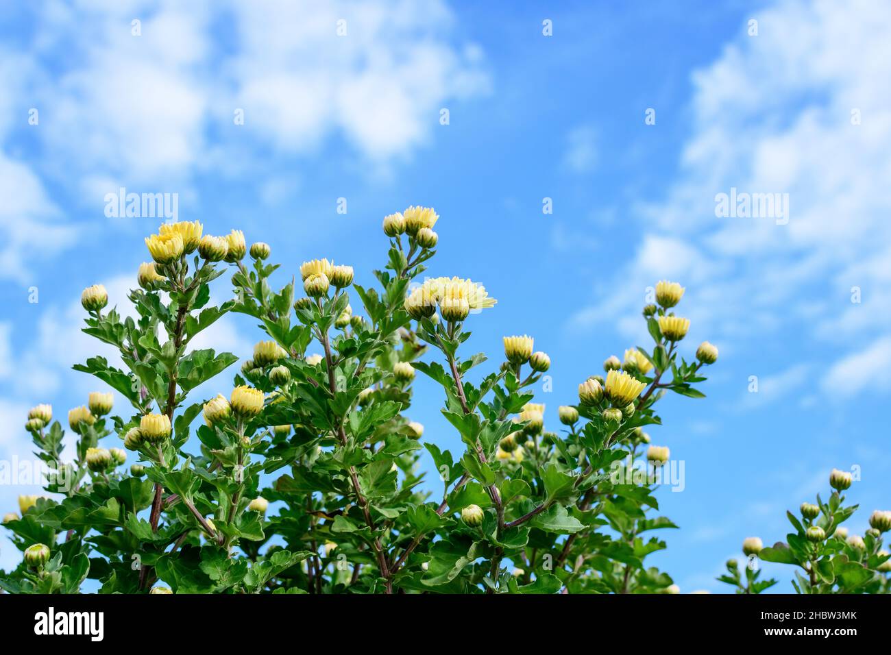 Many vivid yellow Chrysanthemum x morifolium flowers and small green blooms towards blue and cloudy sky, in a garden in a sunny autumn day, beautiful Stock Photo