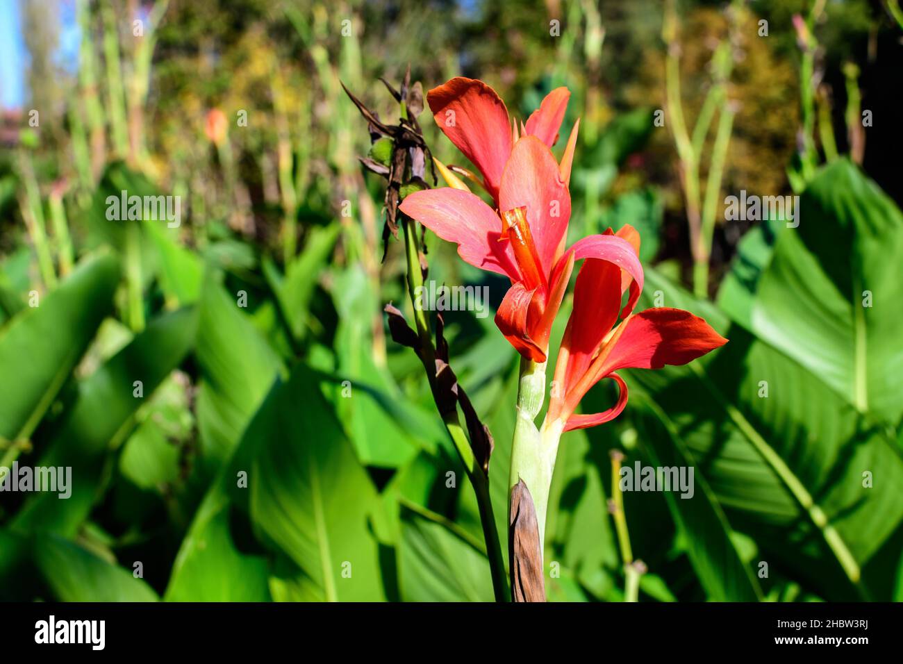 Red flowers of Canna indica, commonly known as Indian shot, African arrowroot, edible canna, purple arrowroot or Sierra Leone arrowroot, in soft focus Stock Photo