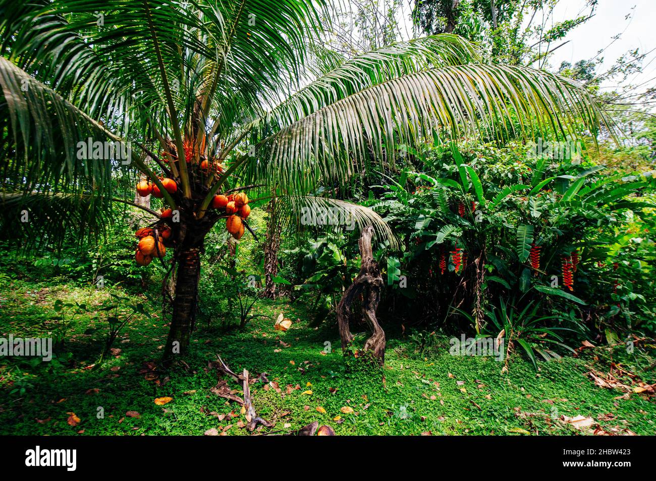 palm tree with coconuts in jungle. High quality photo Stock Photo