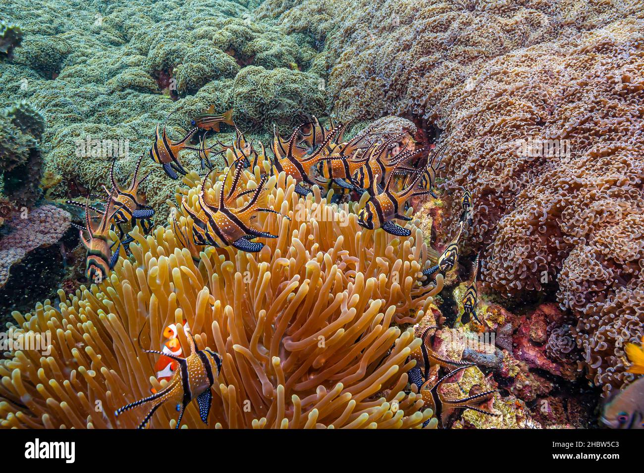 Cardinalfishes are a family, Apogonidae, of ray-finned fishes found in the Atlantic, Indian, and Pacific Oceans; Stock Photo