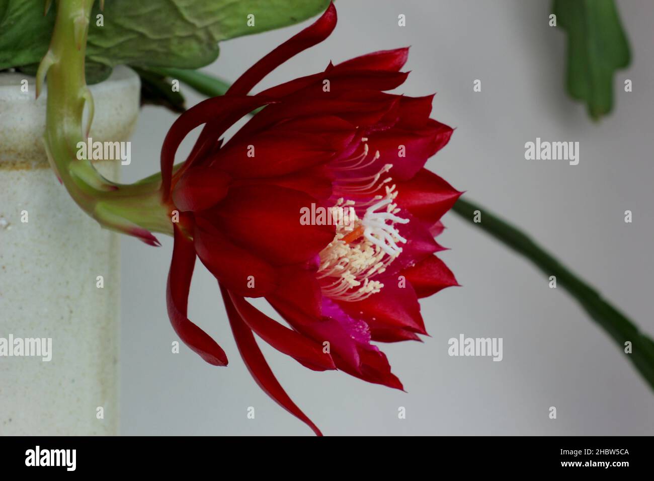 Red queen of the night cactus flower (Epiphyllum oxypetalum Stock Photo -  Alamy