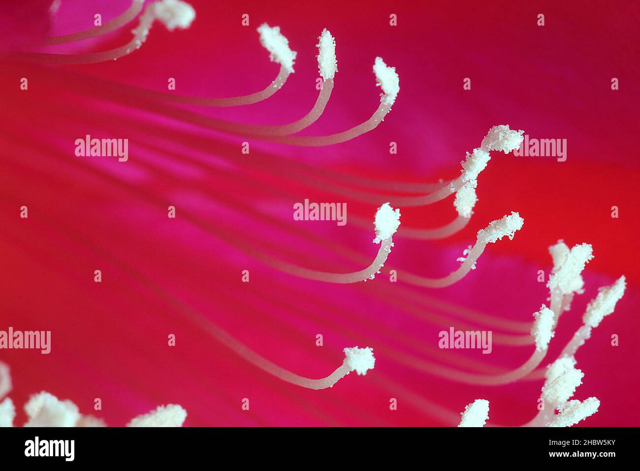 Red queen of the night cactus flower (Epiphyllum oxypetalum Stock Photo