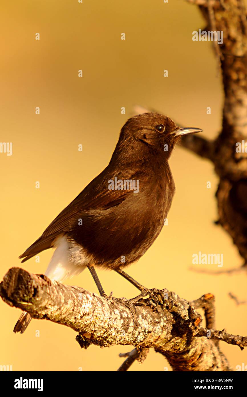 Birds in freedom and in their environment. Stock Photo