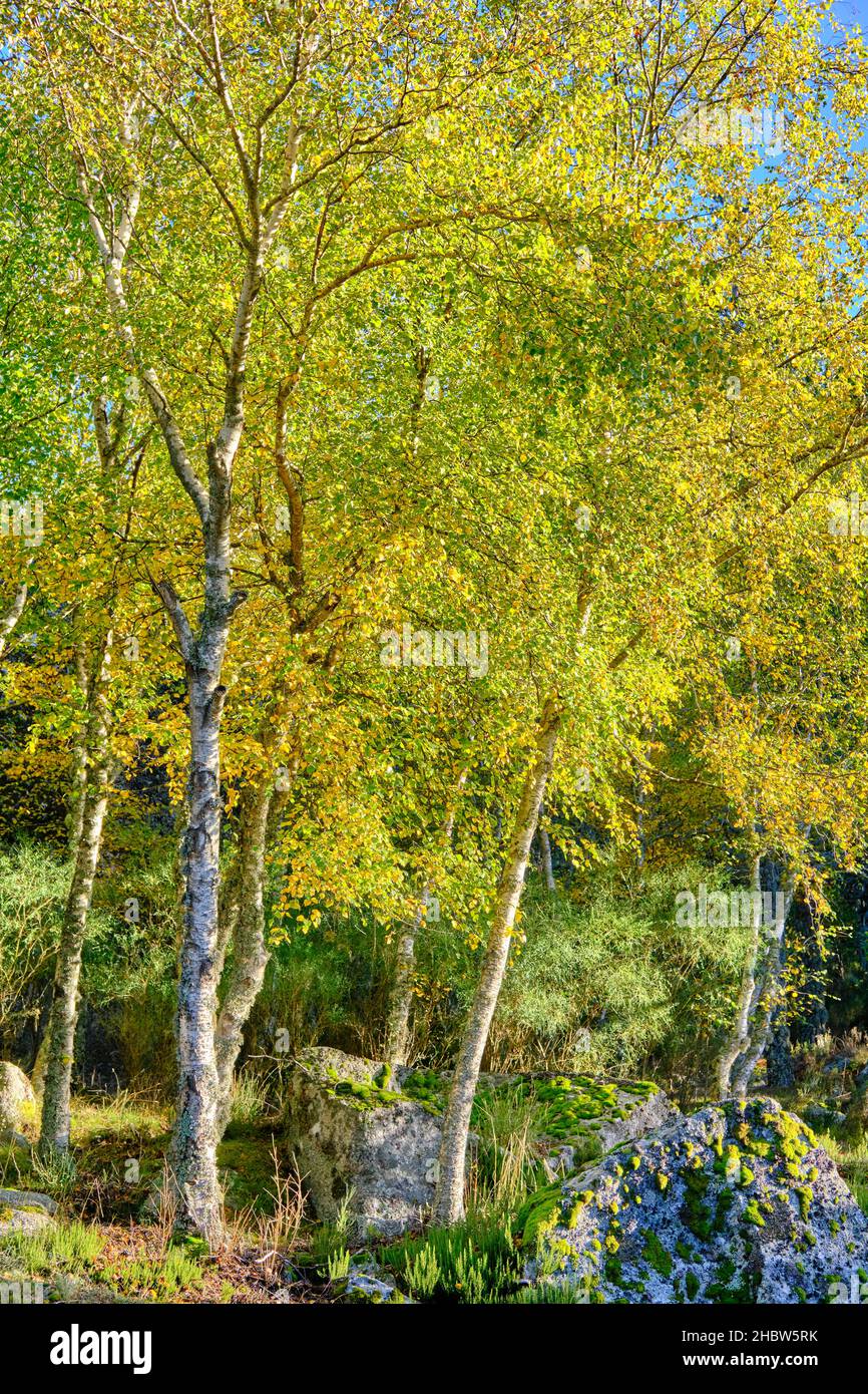 Birch trees at Covão da Ametade in Autumn. Manteigas, Serra da da Estrela Nature Park. Portugal Stock Photo