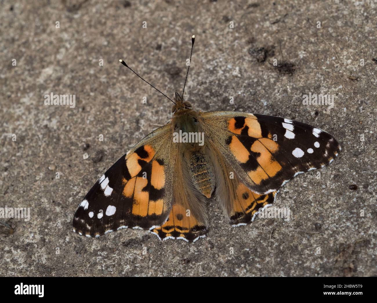 Painted Lady, Cynthia cardui, single adult resting on ground, Lea Valley, Essex, UK. Stock Photo
