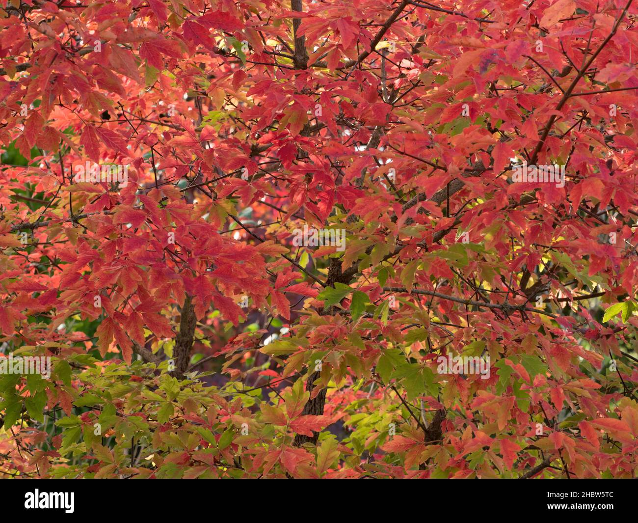 Paperbark Maple, Acer griseum, close-up of leaves in Autumn, Worcestershire, UK. Stock Photo