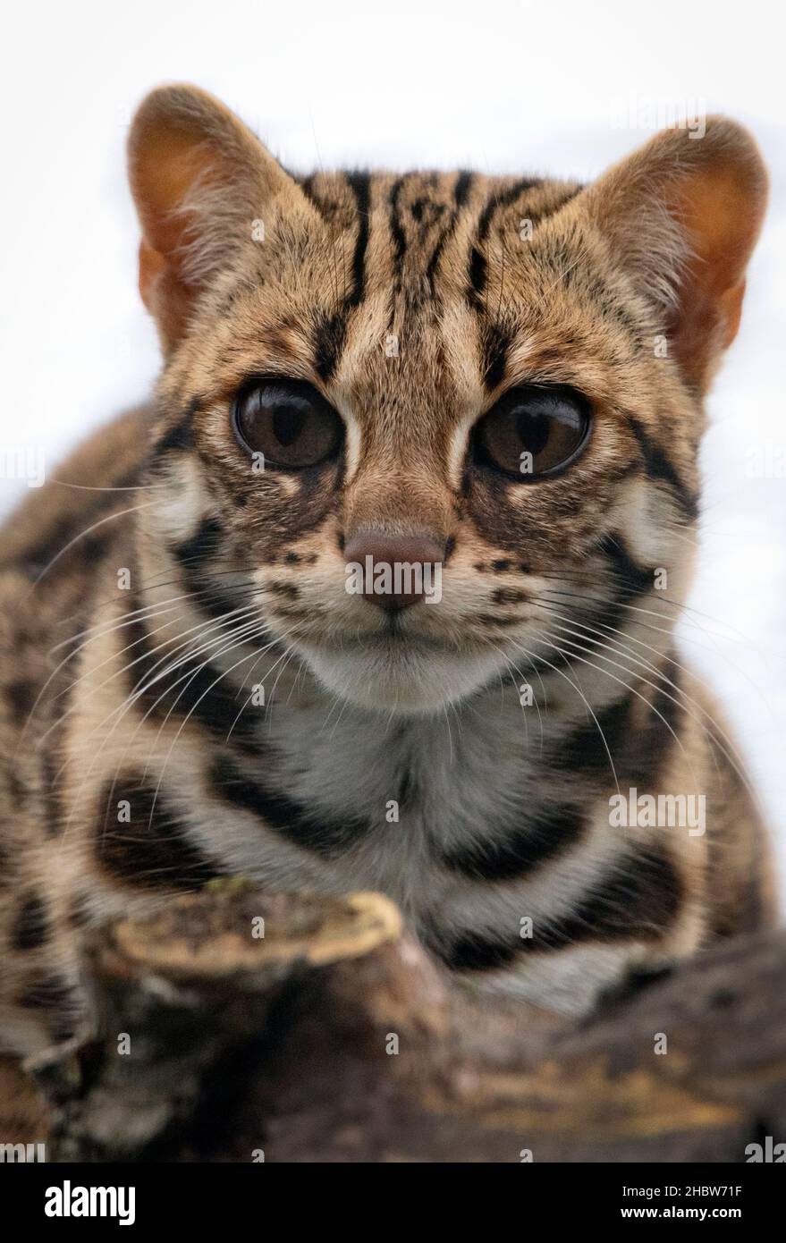 Asian leopard cat looking into camera Stock Photo