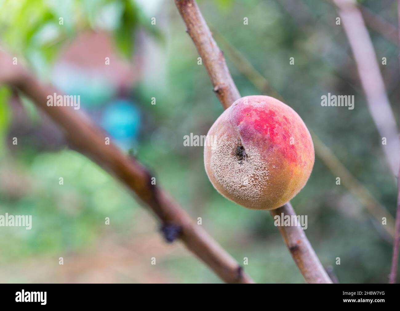 Fruit on a tree affected by the peach fruit rot disease, in the garden Stock Photo