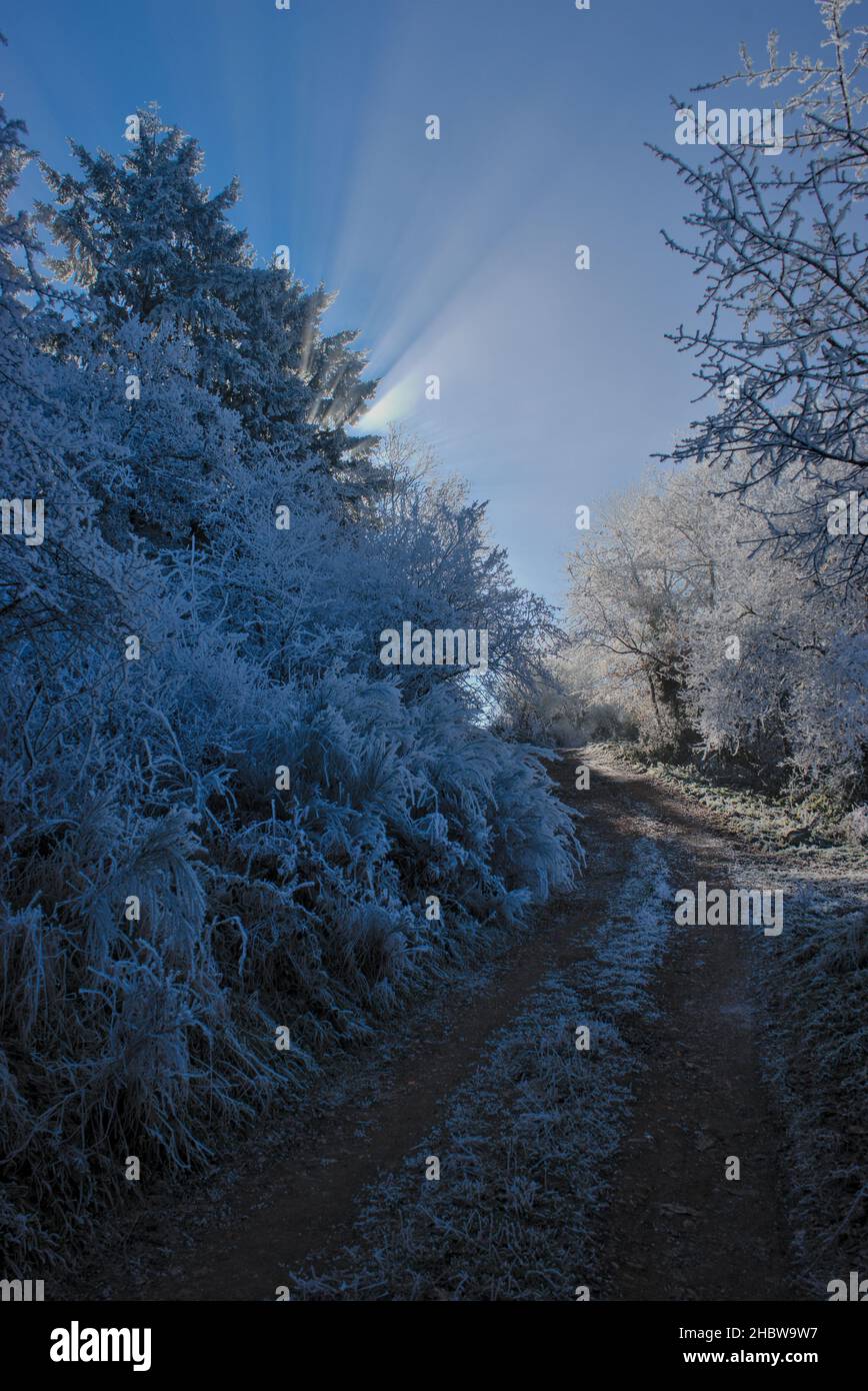 frozen trees along a forest path in Auvergne, Puy-de-Dome Stock Photo