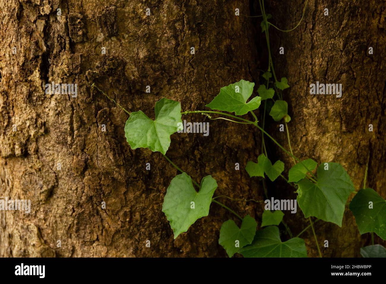 Vine tree branches hires stock photography and images Alamy