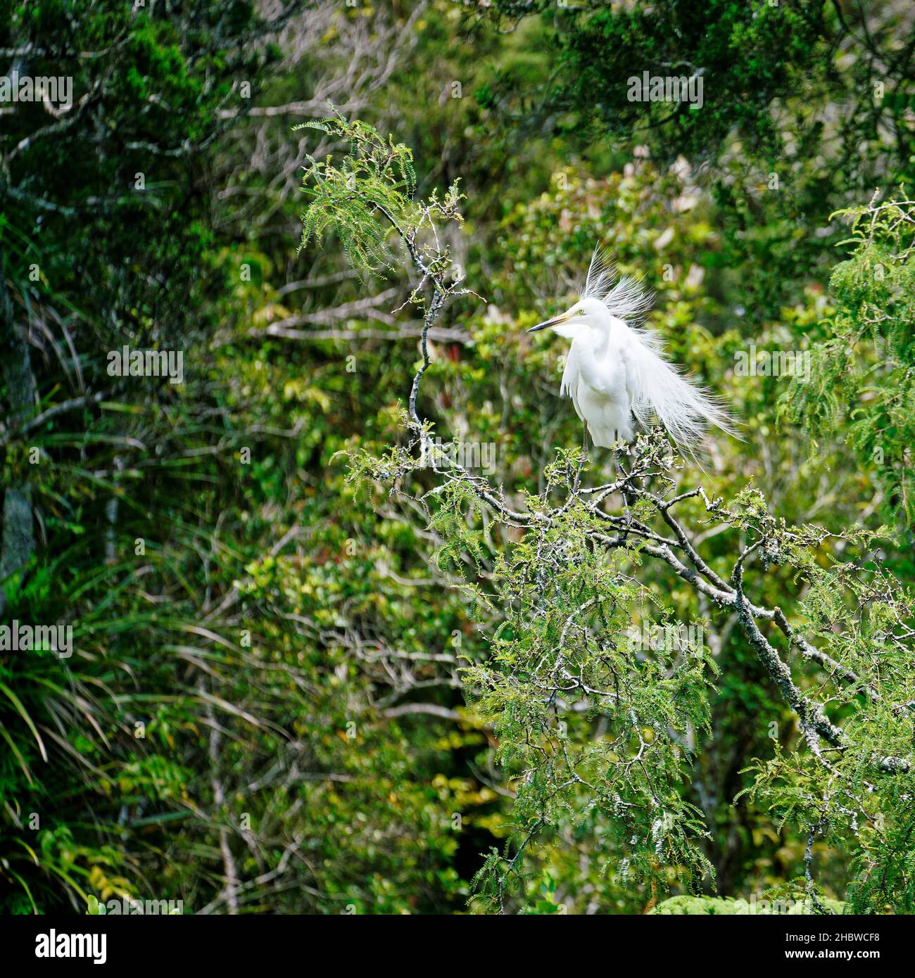 A white heron in breeding plumage at Waitangiroto Nature Reserve, south Westland, west coast, New Zealand. Looking like a bad hair day. Stock Photo
