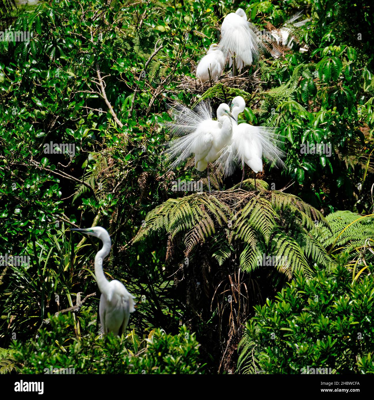 A pair of white herons in breeding plumage exhibiting courtship behaviour at Waitangiroto Nature Reserve, south Westland, west coast, New Zealand. Stock Photo
