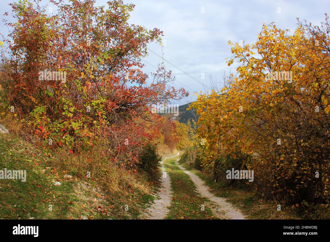 A beautiful view of autumn colorful trees Stock Photo - Alamy