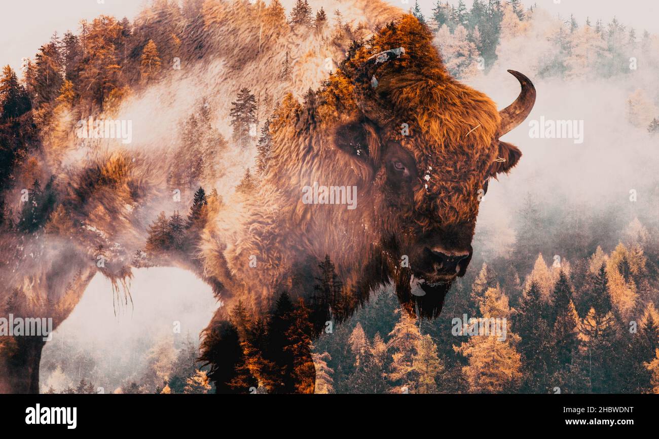 double exposure of bison and foggy forest Stock Photo