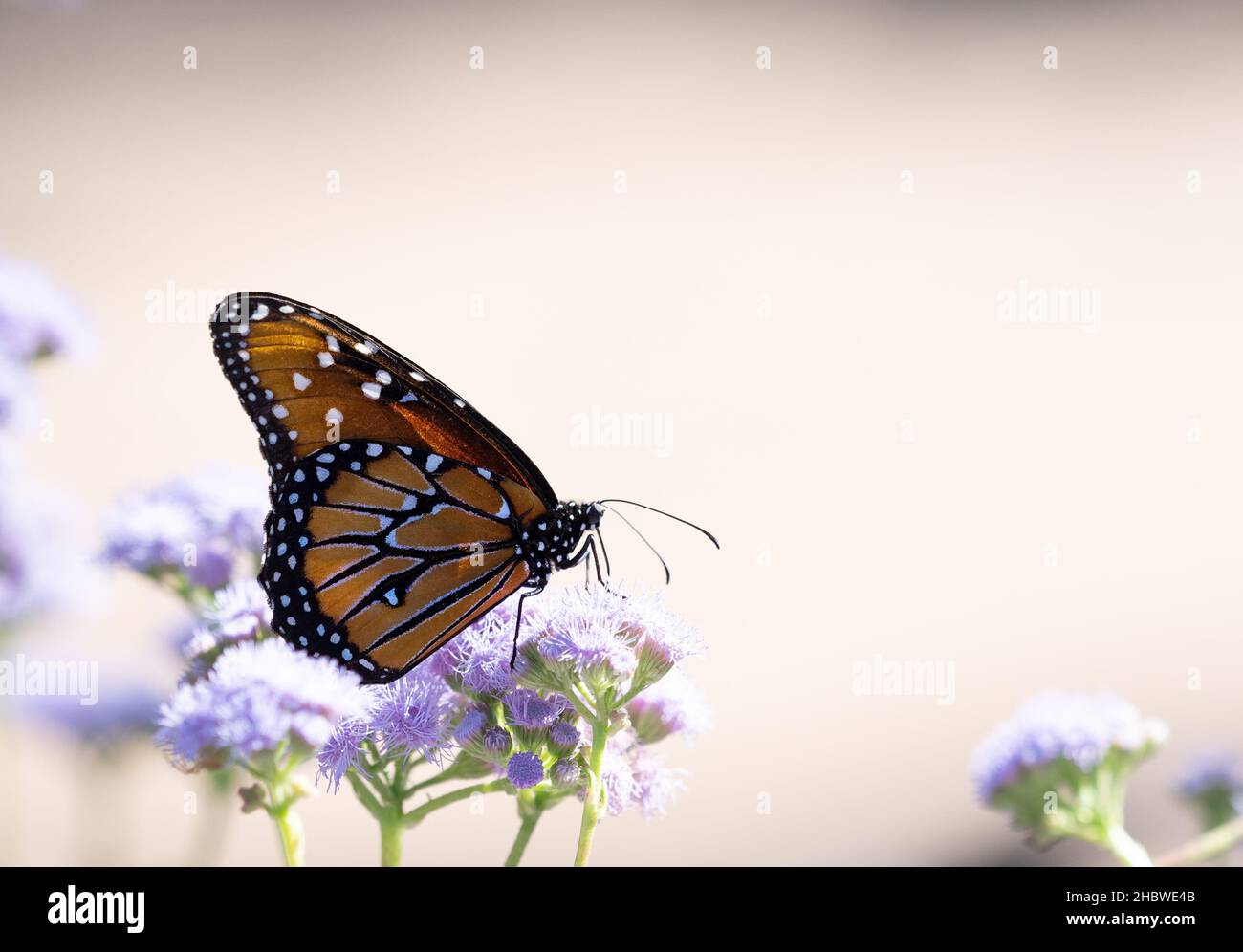 Monarch butterfly in profile with wings closed, perched on lavendar flowers and photographed at eye level with a shallow depth of field. Image has cop Stock Photo