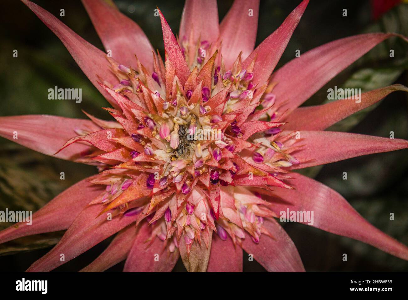 A close-up shot of a beautiful pink Aechmea flower Stock Photo