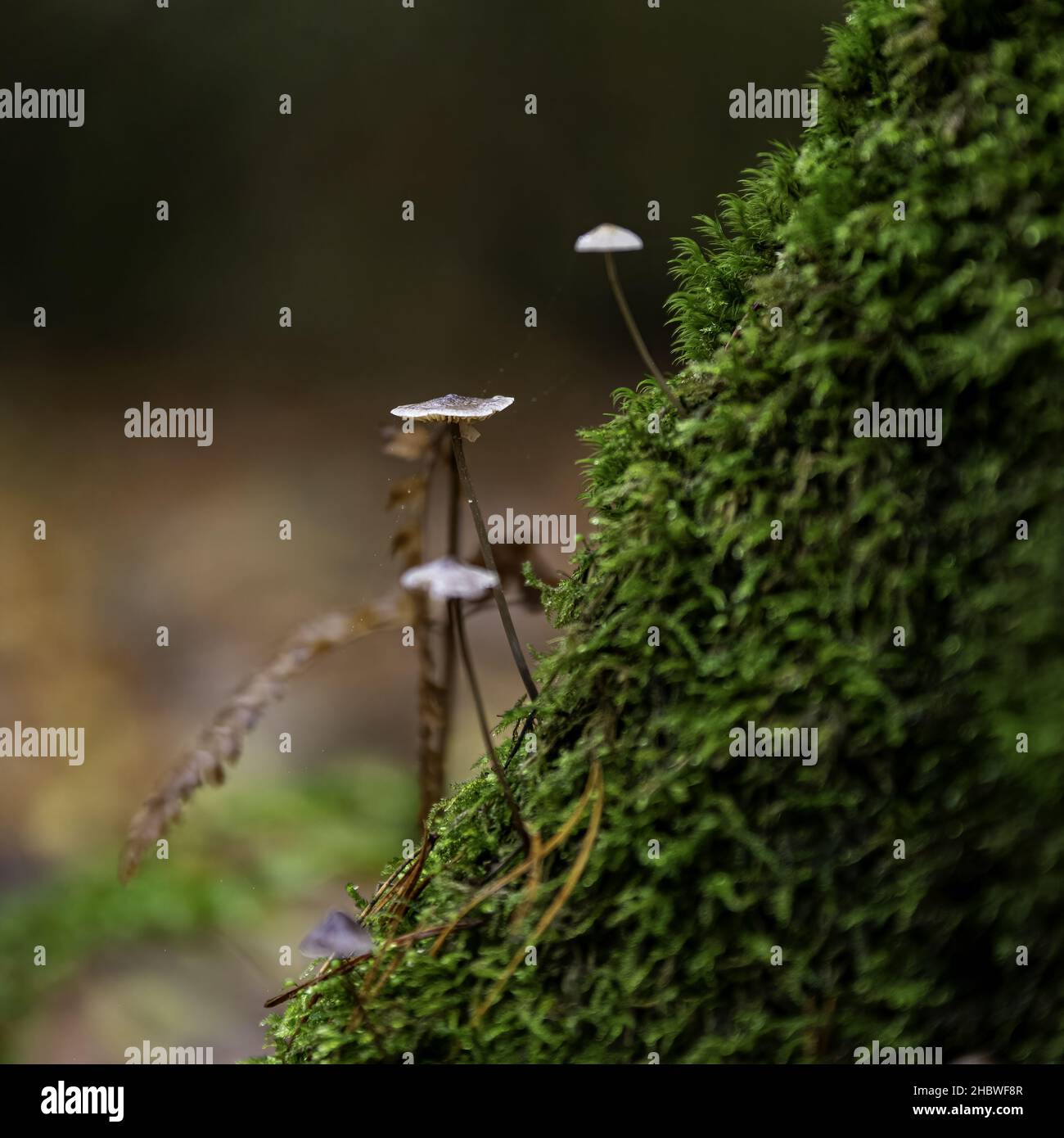 A closeup shot of some mushrooms in a forest during the day Stock Photo ...