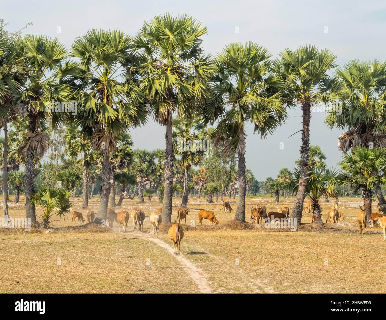 Grazing cow herd under the palm trees - Soai Chek, Vietnam Stock Photo