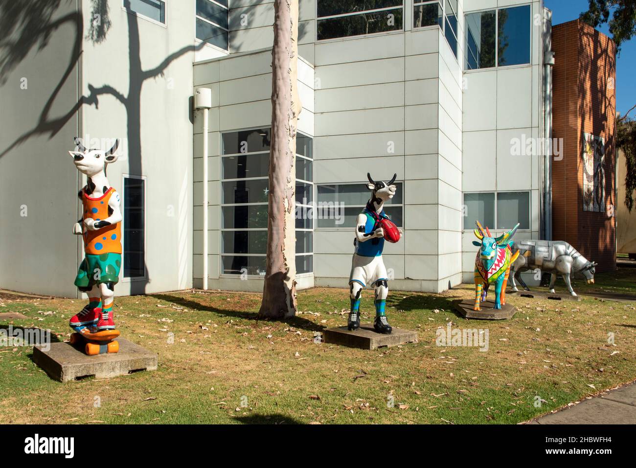 Cows at the Council Offices Art, Shepparton, Victoria, Australia Stock Photo