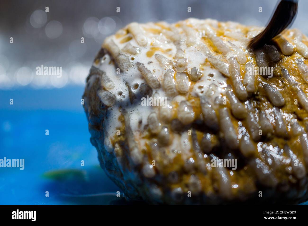 Fossil coral treatment with hydrochloric acid. The reaction of hydrochloric acid and carbonate rock Stock Photo