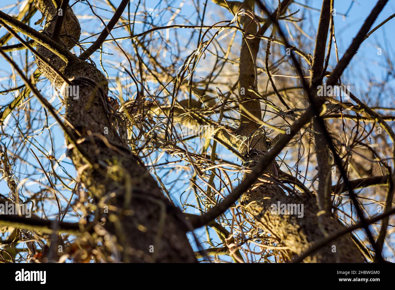 Abstract view of a tree branch in a forest Stock Photo - Alamy