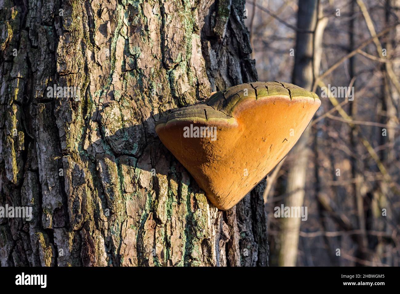 Big mushroom Polypore growing on a pine Stock Photo - Alamy